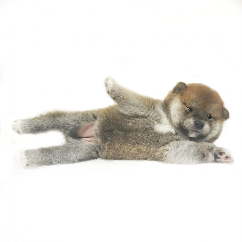 写真とろうとしたらこのポーズ(笑) | 柴犬 （119267） - 梅島店