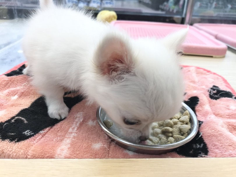 子犬のご飯は1日何回？ | チワワ （119265） - 梅島店