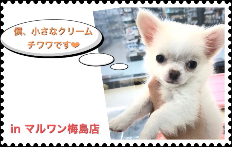 【 チワワ 】クリームカラーの小さめサイズ！ 子犬の疑問にもお答えします！
