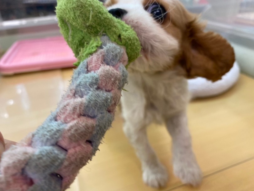温厚で優しい性格のキャバリアちゃんですが運動も得意 | キャバリア・キングチャールズ・スパニエル （118524） - 城山店