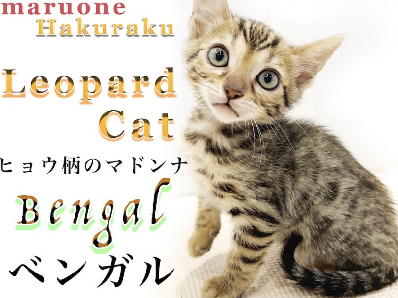 【 ベンガル 】ヒョウ柄のマドンナ！美しい模様と懐っこい性格に注目！