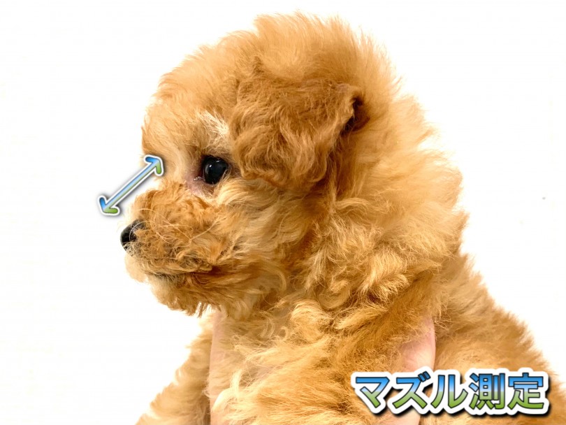 可愛いらしく見える秘訣はマズルにもあります | トイ・プードル （150165） - 高井戸店