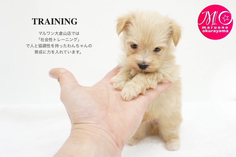 マルワンベイビーは新しいご家族が決まるまでお店で様々なトレーニングを行っています！ | MIX マルプー （6130991） - 大倉山店