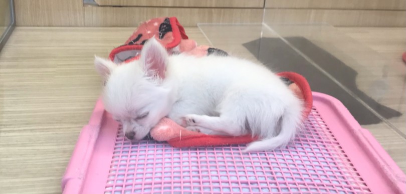 子犬は1日何時間ぐらい寝るの？ | チワワ （119265） - 梅島店