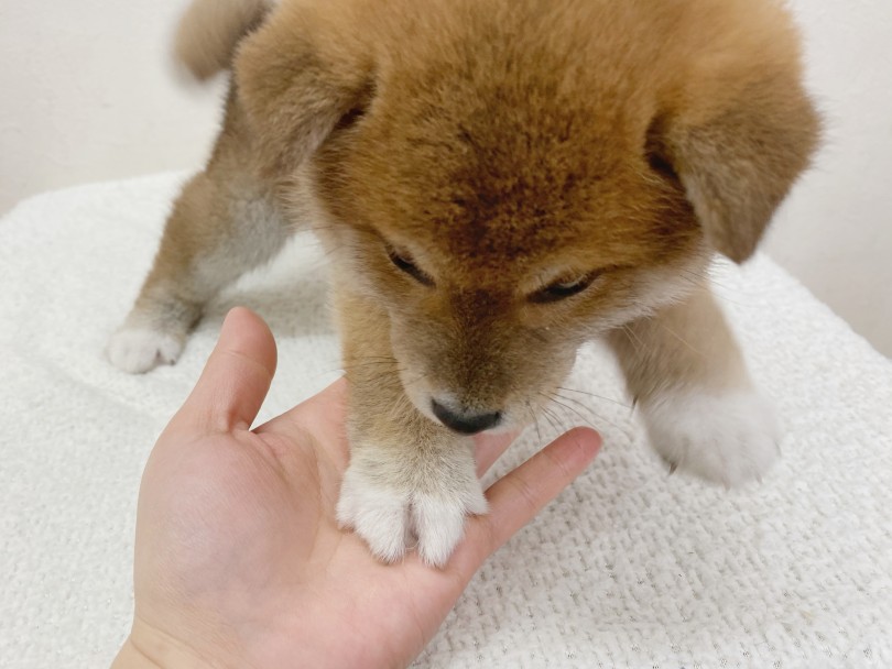 しつけの相談からお手入れまで、充実のアフターサポート！ | 柴犬 （116522） - 下丸子店