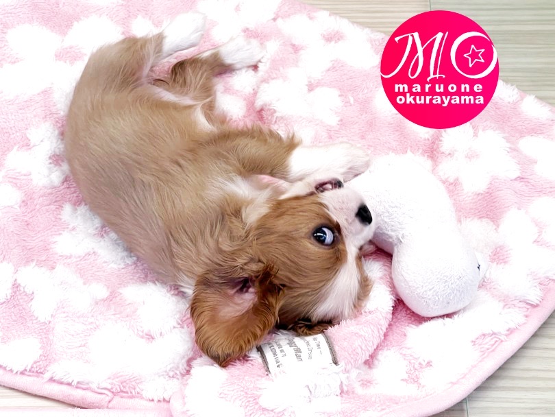 コミュニケーション能力に秀でたキャバリアは家庭犬として最適な犬種♪ | キャバリア・キングチャールズ・スパニエル （6130999） - 大倉山店