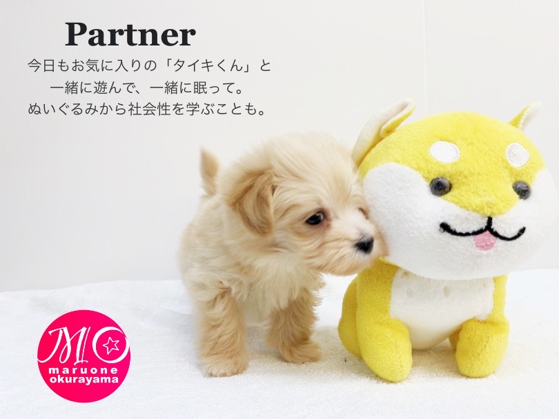 ぼくの大好きな柴犬 タイキ君 | MIX マルプー （6130991） - 大倉山店