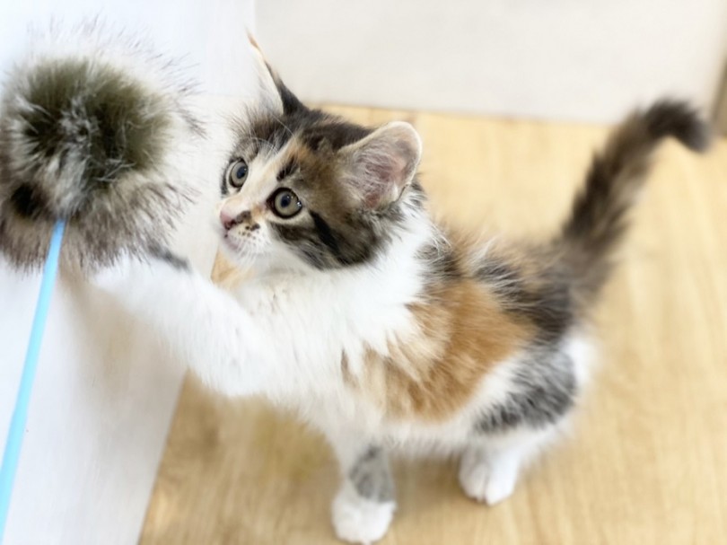 最大の猫種として、ギネスブックに名前が挙げられ「猫界の巨人」の異名を持つ大型猫種 | メインクーン （311988） - 港北ニュータウン店
