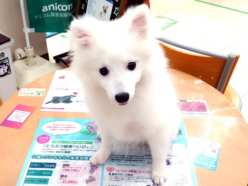 今やすっかり気品漂うお姉さんのお顔になってきました♡ | スピッツ （130282） - 高井戸店