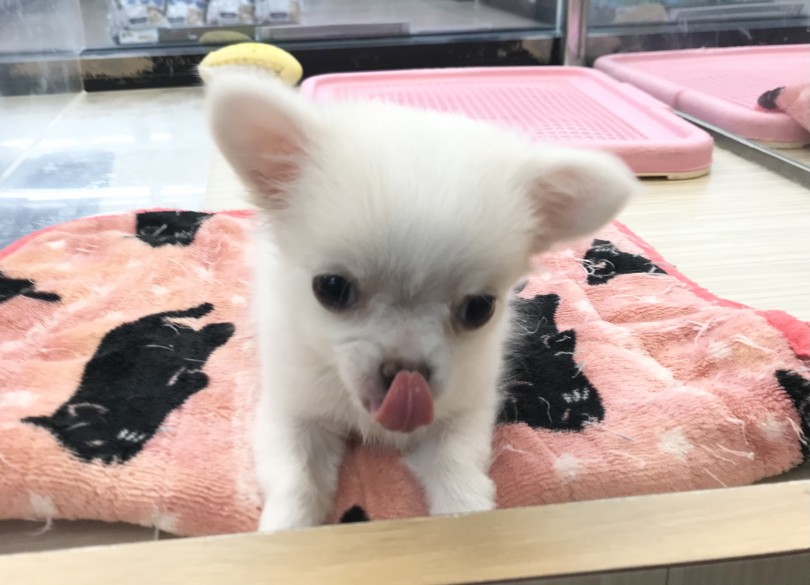 小柄で穏やかな性格のチワワちゃんなら、素敵な家族の一員になれること間違いなし！ | チワワ （119265） - 梅島店