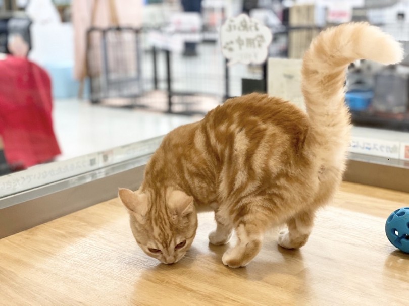 これだけ綺麗な縞模様が出るのは珍しい | マンチカン （311967） - 港北ニュータウン店