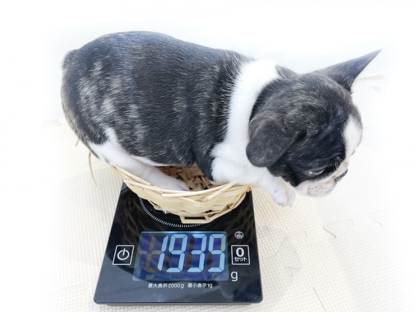 生後50日時点での体重は1935g | フレンチブルドッグ （814655） - 相模大塚店