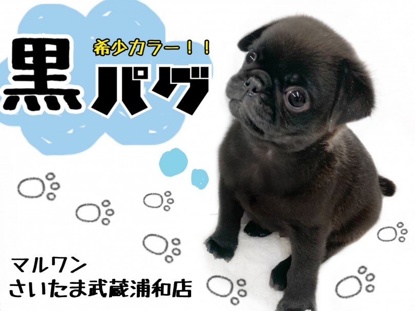 【 黒パグ 】ぺちゃ顔好きにはたまらない！！愛されキャラの秘密！