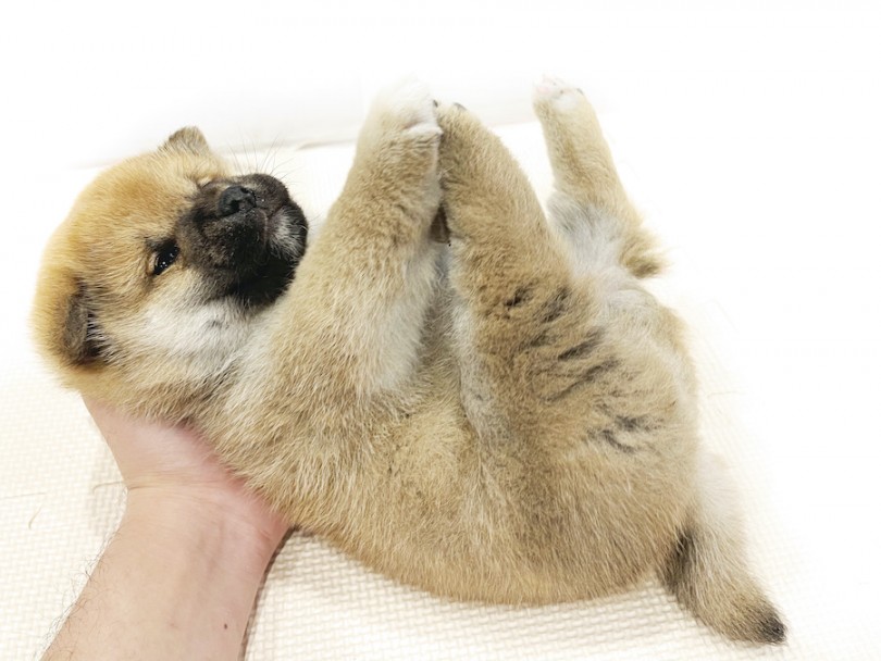 柴犬は小型犬認定ですがその中では大きめで力も強くなっていきますからコントロールが必要 | 柴犬 （11809） - 横浜 白楽店