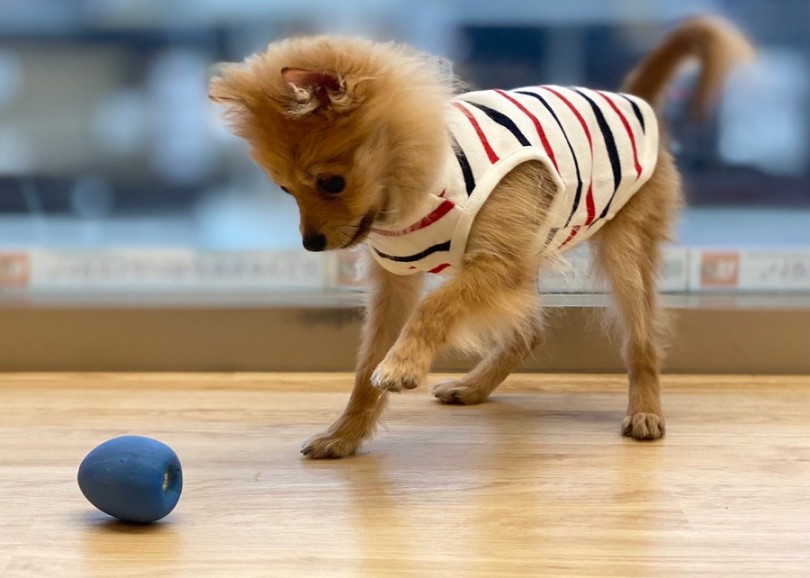 多頭飼いを検討されてる方でもオススメの男の子です | ポメラニアン (311980) - 港北ニュータウン店