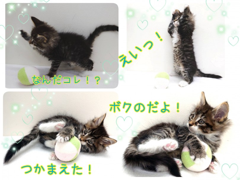 意外とアクティブ！遊ぶの大好き！甘噛み防止にオススメのおもちゃはボールとぬいぐるみ！ | ノルウェージャンフォレストキャット （130297） - 高井戸店