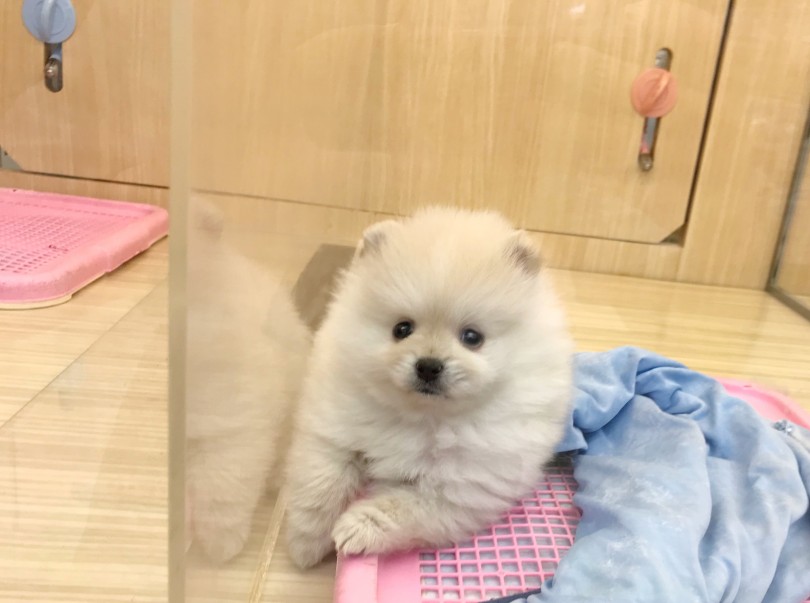 おすすめポイント1 賢くしつけがしやすい！ | ポメラニアン （119274） - 梅島店