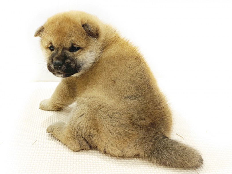 柴犬といえばグルンと巻いた立派な尻尾がチャームポイントですが仔犬の時期には巻きはなく垂れています | 柴犬 （11809） - 横浜 白楽店