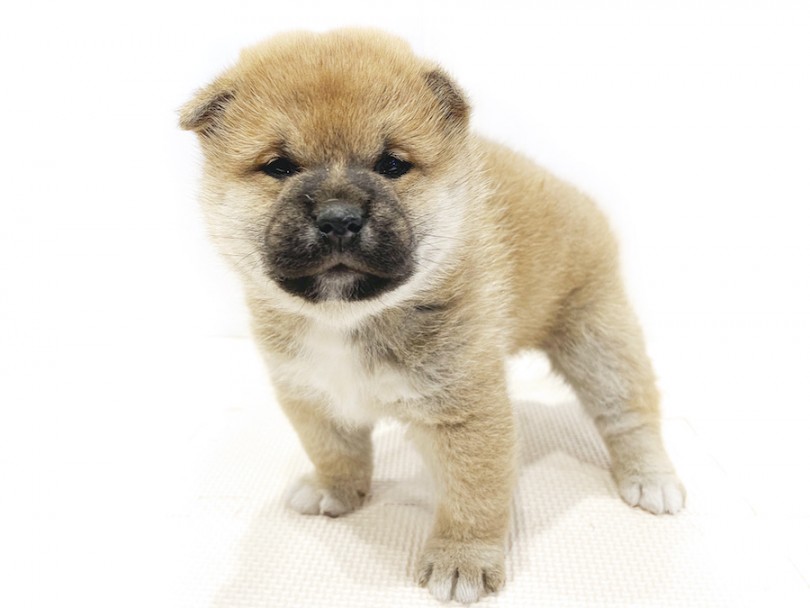 マズルと頭身が短いことがクマ系柴と呼ばれるポイント！ | 柴犬 （11809） - 横浜 白楽店