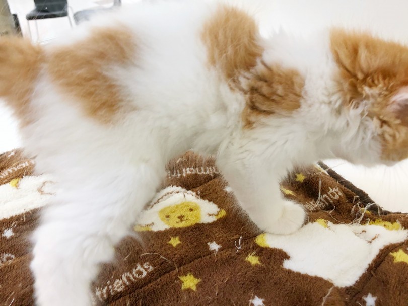 幸せを運ぶ猫！？奇跡のハートマーク！！ | スコティッシュフォールド （512712） - 本羽田店