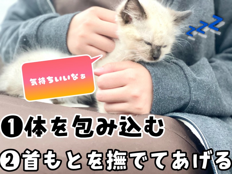 抱っこの仕方 | ラグドール （150170） - 東川口店