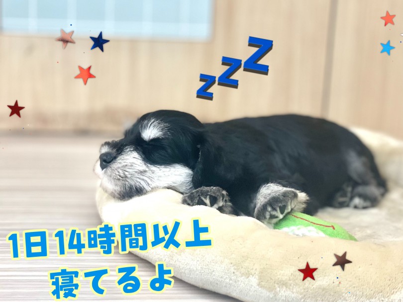 性格はおっとりマイペースちゃん！ | ミニチュア・シュナウザー （150173） - 東川口店