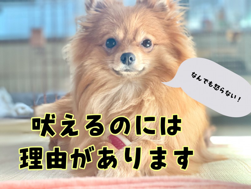 吠えるのには何かしら理由があります。 | 吠え癖のしつけ - 東川口店