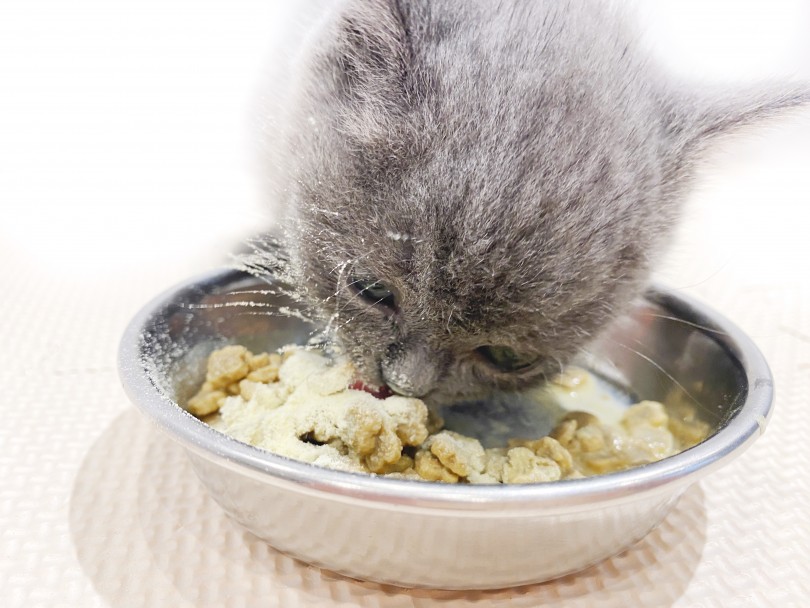 粉ミルクをお顔につけながら大好きなご飯を食べるブリティッシュくん！ | ブリティッショートヘア （11814） - 横浜 白楽店