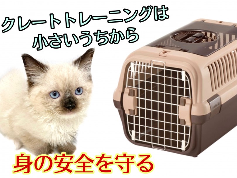 おすすめのクレートはダブルドアの物がオススメ！ | ラグドール （150170） - 東川口店