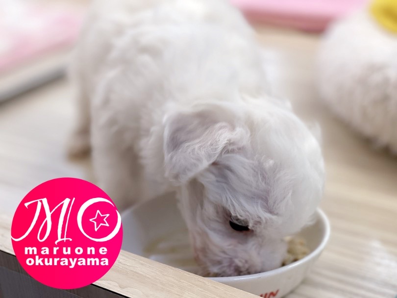 環境なれの早さにびっくり！ | ビションフリーゼ （6131010） - 横浜 大倉山店