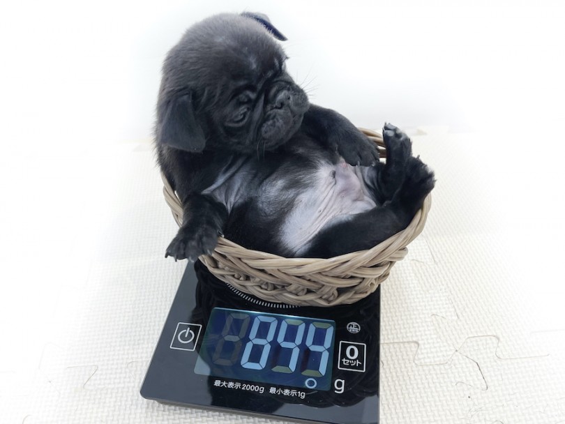 生後50日の体重、肥満ではなく筋肉を付けよう | 黒パグ （814658） - 相模大塚店