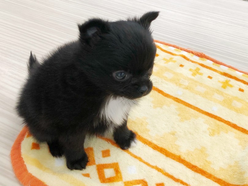 毛量たっぷりな丸くて可愛い体はポメラニアンのパパ似です！ | MIX犬 ポメチワ （512718） - 本羽田店
