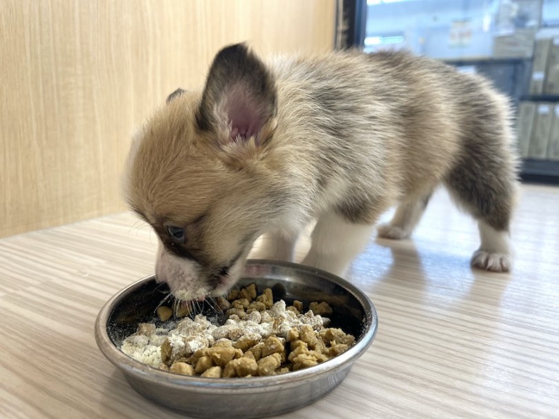 食育で健康な体型を維持しよう | ウェルシュコーギーペンブローク （814665） - 大和 相模大塚店