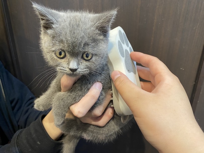 上毛と下毛の2層構造、ダブルコートの被毛 | ブリティッショートヘア （11814） - 横浜 白楽店