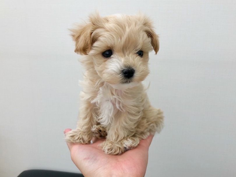 胸と足先のホワイトを見逃すな！抜けにくい毛質で飼いやすいマルプー！ | MIX犬 マルプー （512713） - 本羽田店