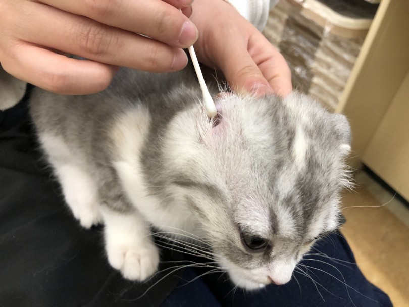  しっかり耳を持ち上げて綿棒やコットンでお掃除します | スコティッシュフォールド （118527） - 城山店