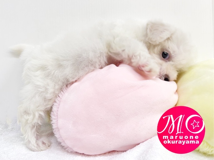 愛くるしい巻き毛のアフロ犬 | ビションフリーゼ （6131010） - 横浜 大倉山店