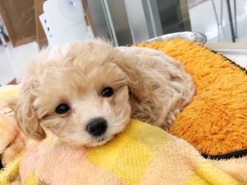 初めて飼う方も安心！両親から受け継いだ性格は穏やかな良い子です！！ | MIX マルプー （512711） - 本羽田店