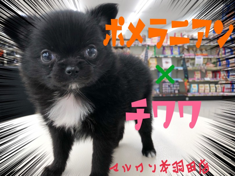 【 ポメチワ 】マルワンにツキノワグマ出現！？クマさんフェイスのMIX犬登場！