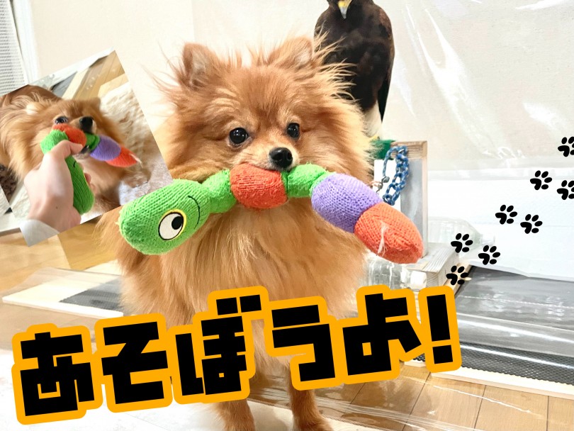 飼い主様に『かまって～』と要求する子 | 吠え癖のしつけ - 東川口店