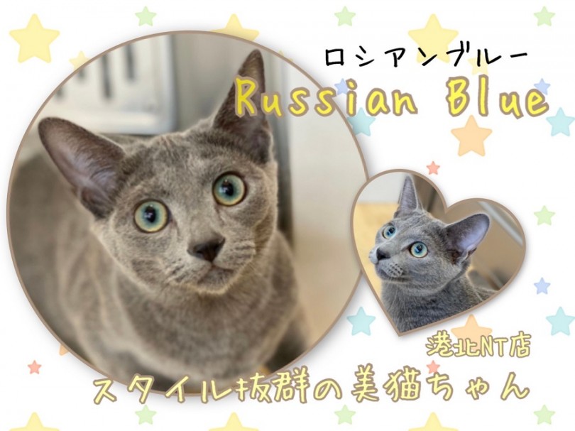 【 ロシアンブルー 】港北NTのスレンダー美猫のその後をご紹介！