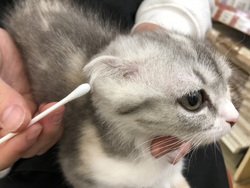 スコティッシュちゃんは耳が垂れているのでお耳の中が蒸れがちです | スコティッシュフォールド （118527） - 城山店