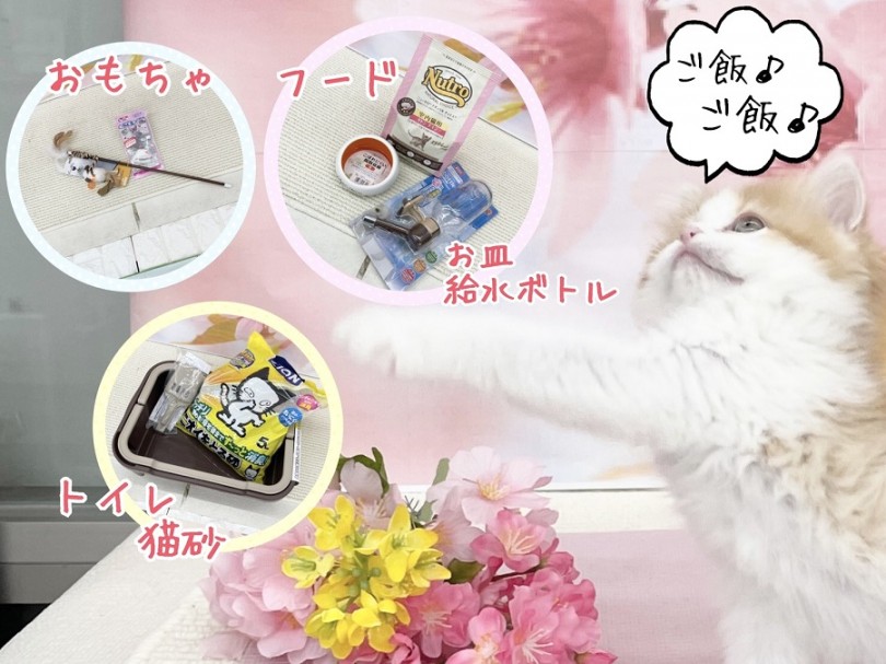 お迎え準備のご相談はマルワンスタッフにお任せくださいね！ | ラガマフィン （311998） - 港北ニュータウン店