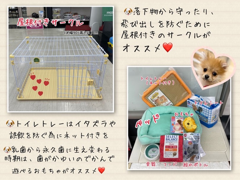 ポメラニアン君をお迎えする時にこれがあれば大丈夫 | ポメラニアン (311980) - 港北ニュータウン店