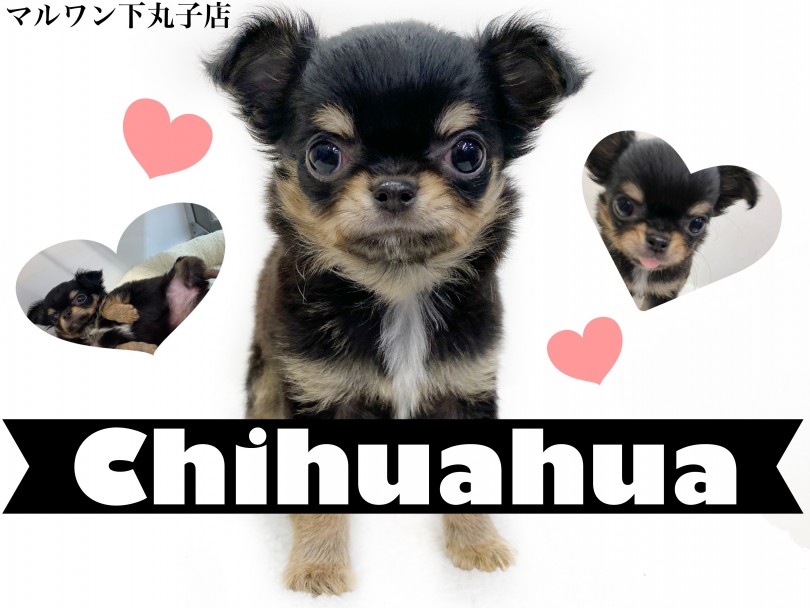 【 チワワ 】お得意のへそ天で皆を虜にさせる小さめチワワちゃん登場！