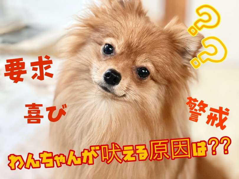 吠えている原因は何？要求吠え・警戒・気分が高まるが大きな原因 | 吠え癖のしつけ - 東川口店