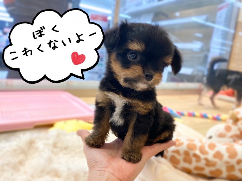 手のひらに乗ってしまうサイズ | MIX犬 チワマル （311997） - 港北ニュータウン店