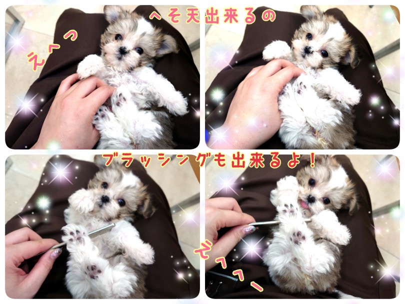 お手入れタイムはふれあいタイム | MIX ちわまるぷー （130294） - 高井戸店