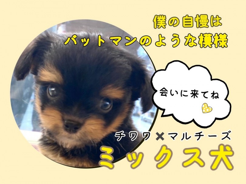 【 ミックス 】バットマン風味の模様がカッコかわいいチワマルくん