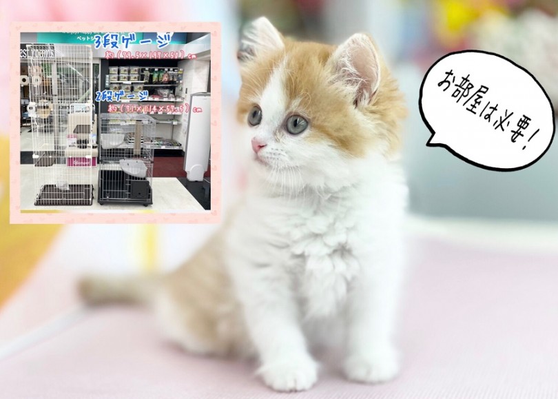 ラガマフィンちゃんお迎え準備 | ラガマフィン （311998） - 港北ニュータウン店
